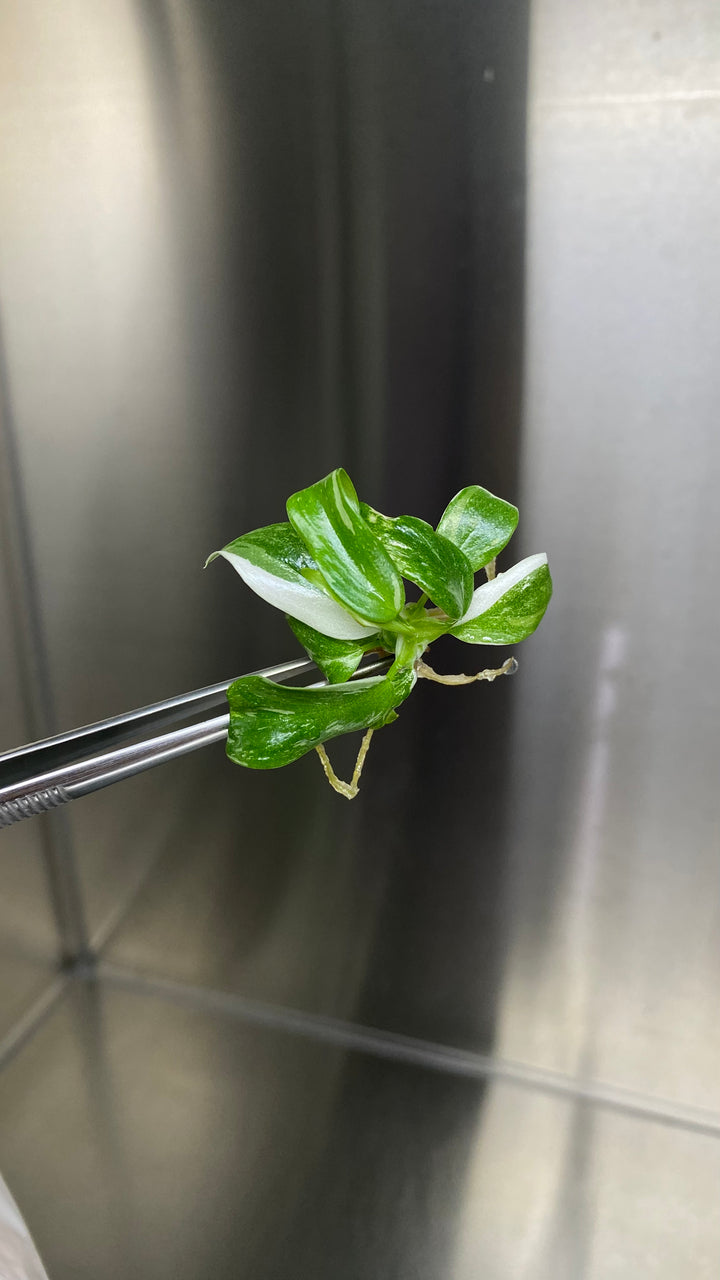 Philodendron White Princess Plantlets