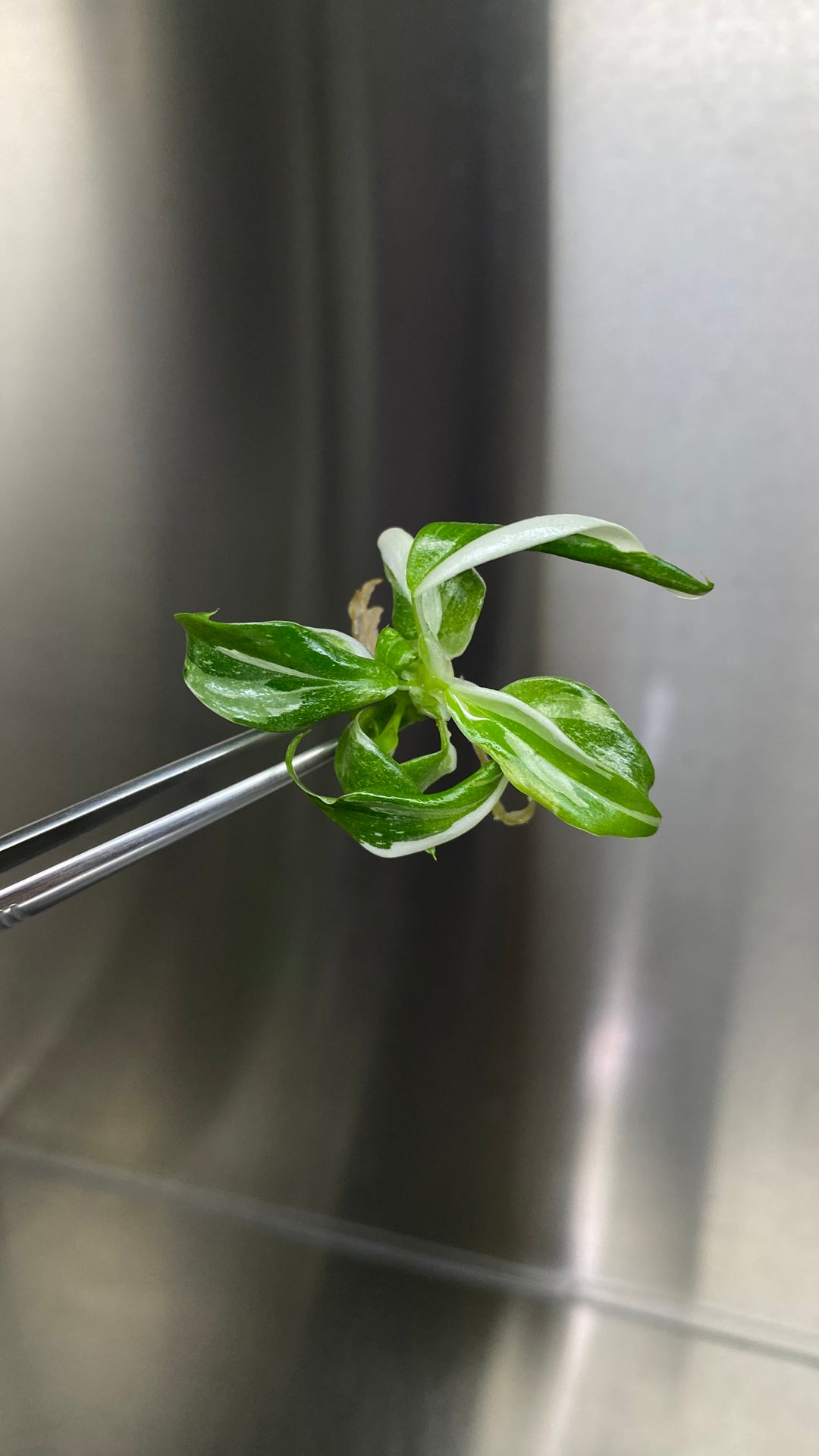 Philodendron White Princess Plantlets