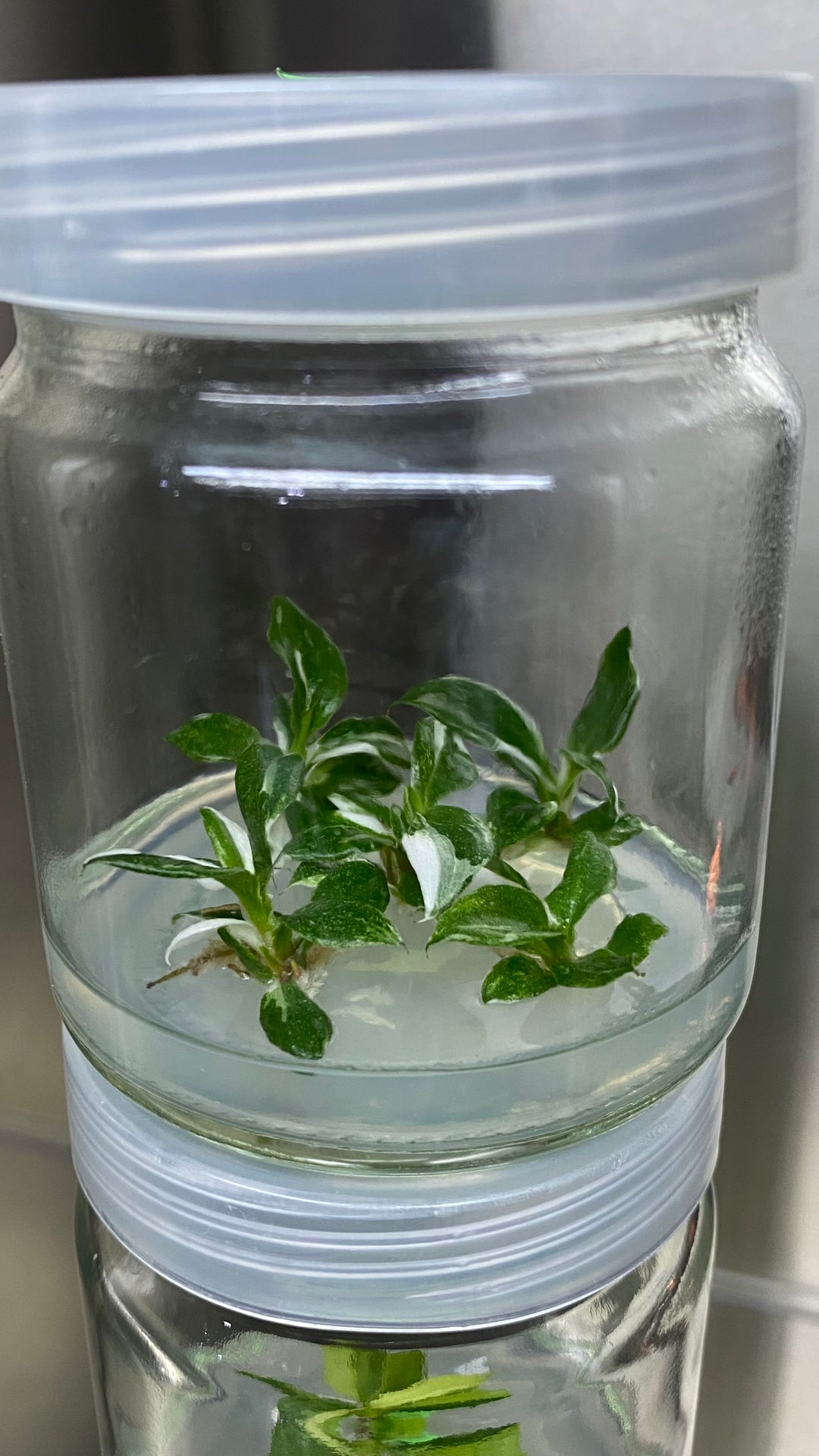 Philodendron White Knight Plantlets