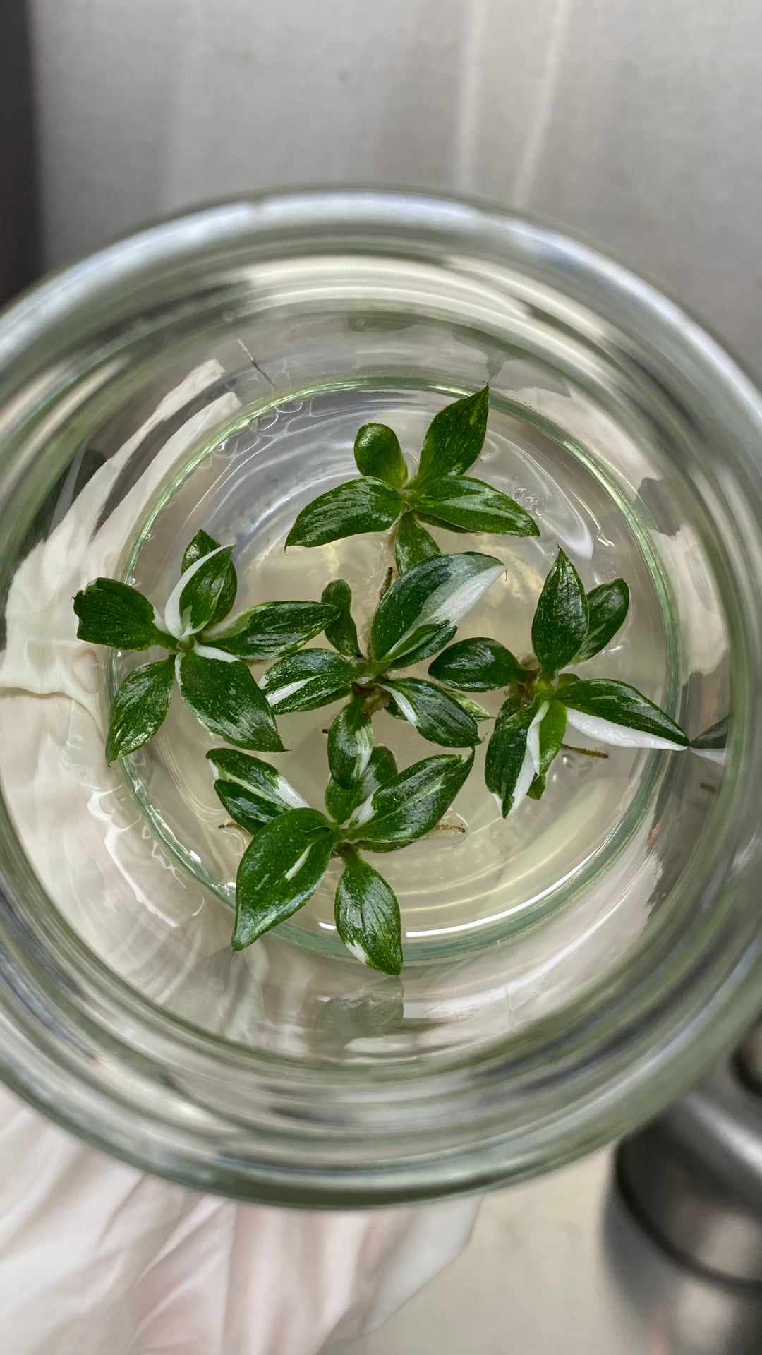 Philodendron White Knight Plantlets