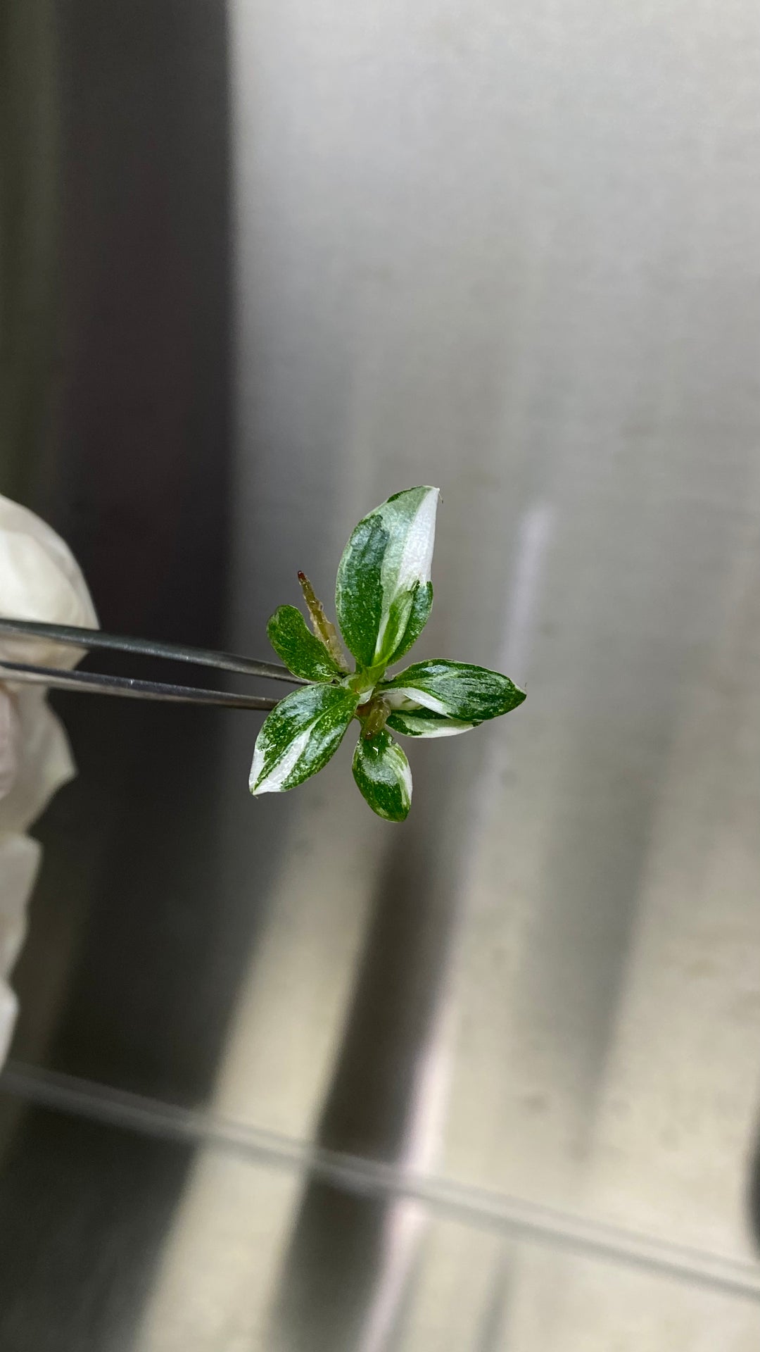 Philodendron White Knight Plantlets