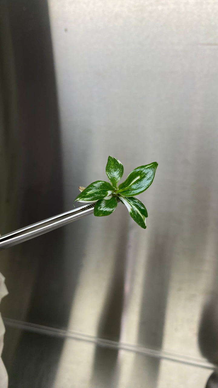 Philodendron White Knight Plantlets