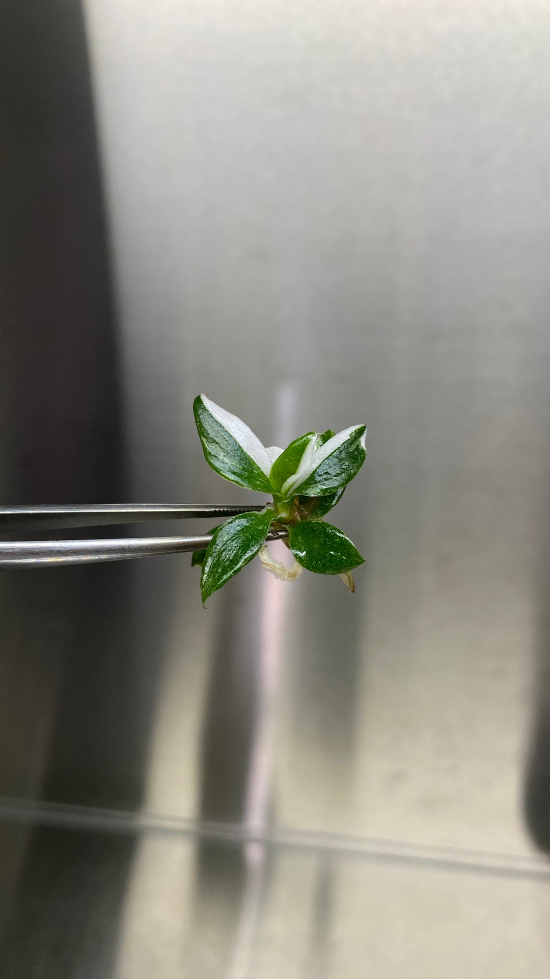 Philodendron White Knight Plantlets