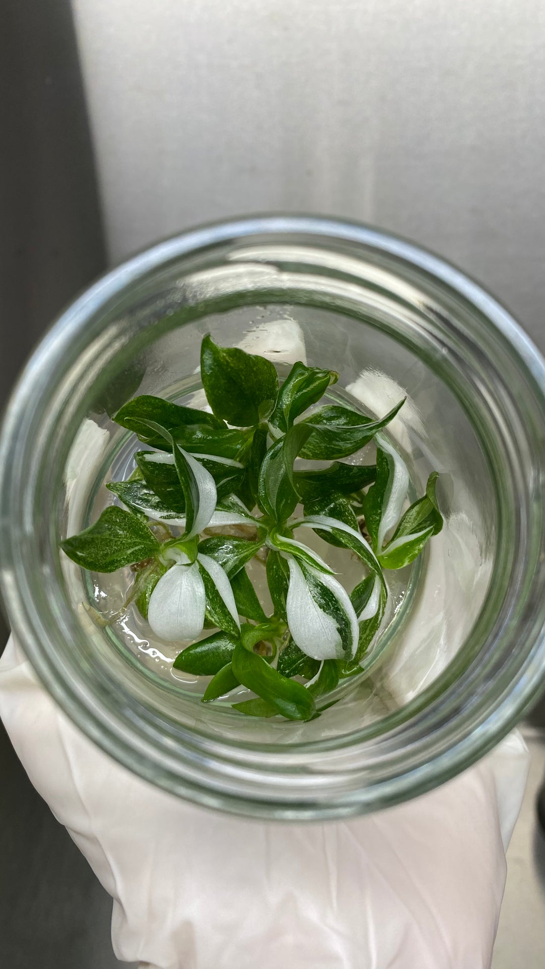 Philodendron White Wizard Plantlets