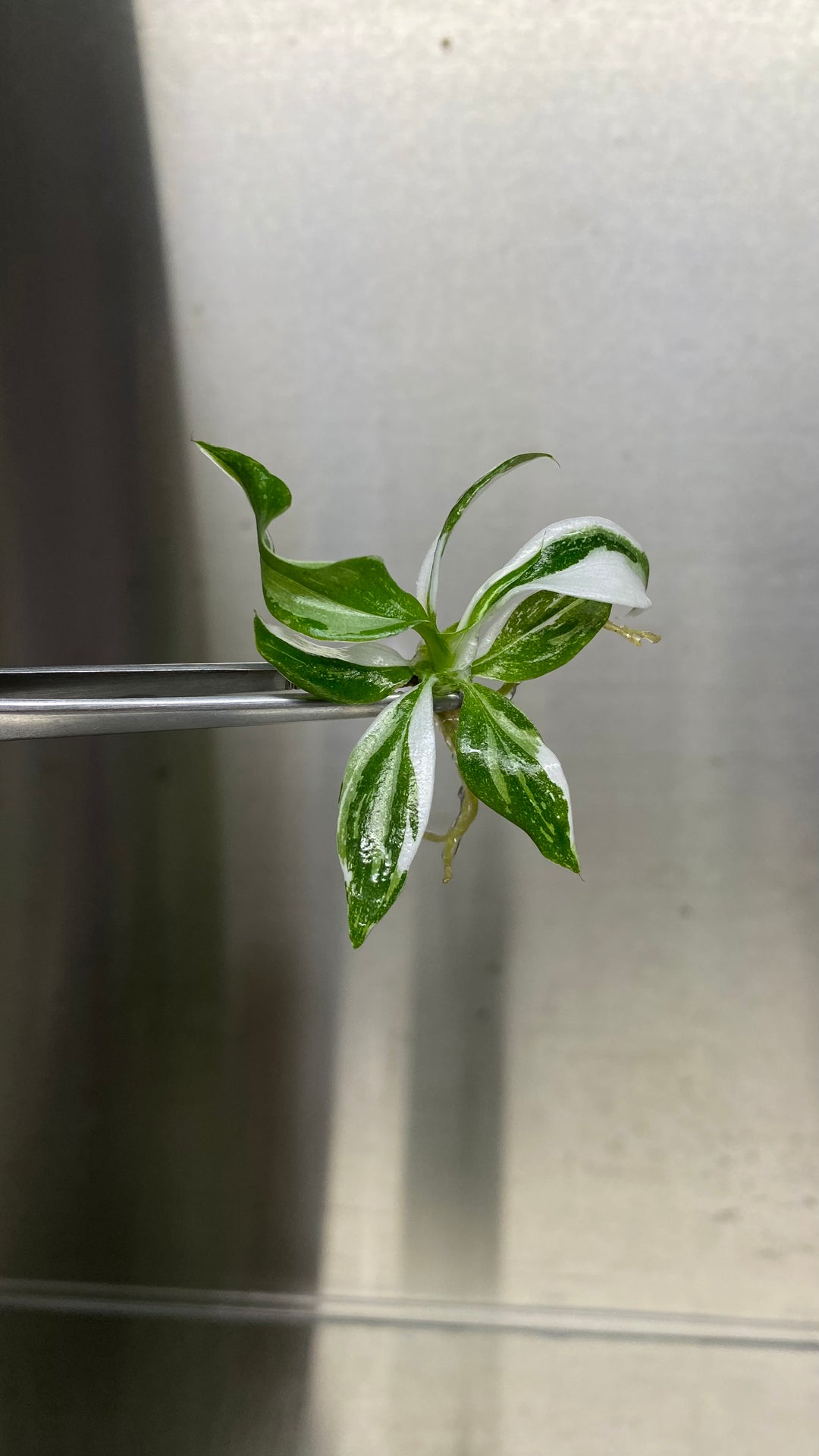 Philodendron White Wizard Plantlets