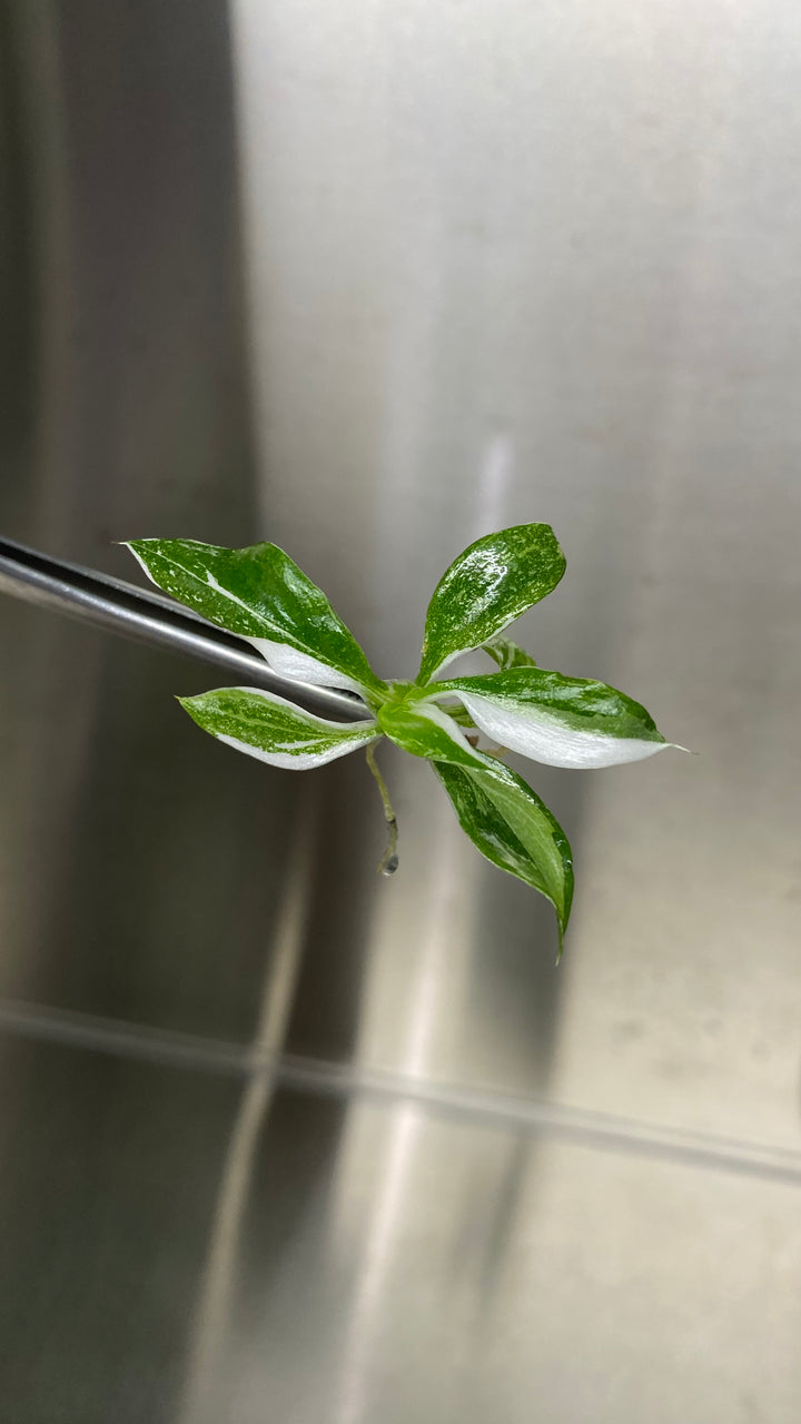 Philodendron White Wizard Plantlets