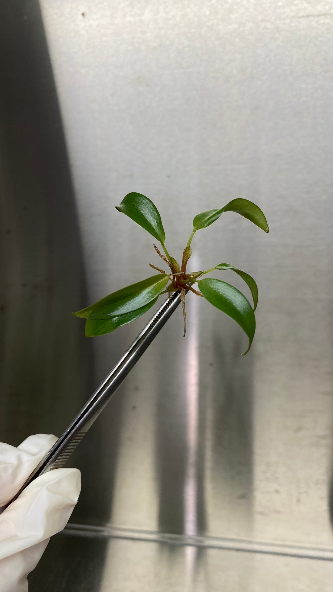 Philodendron Black Cardinal Plantlets