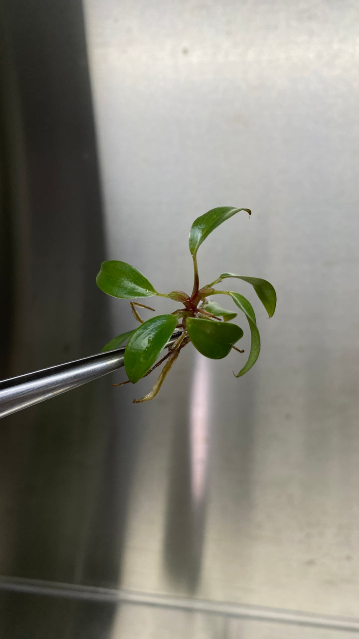 Philodendron Black Cardinal Plantlets