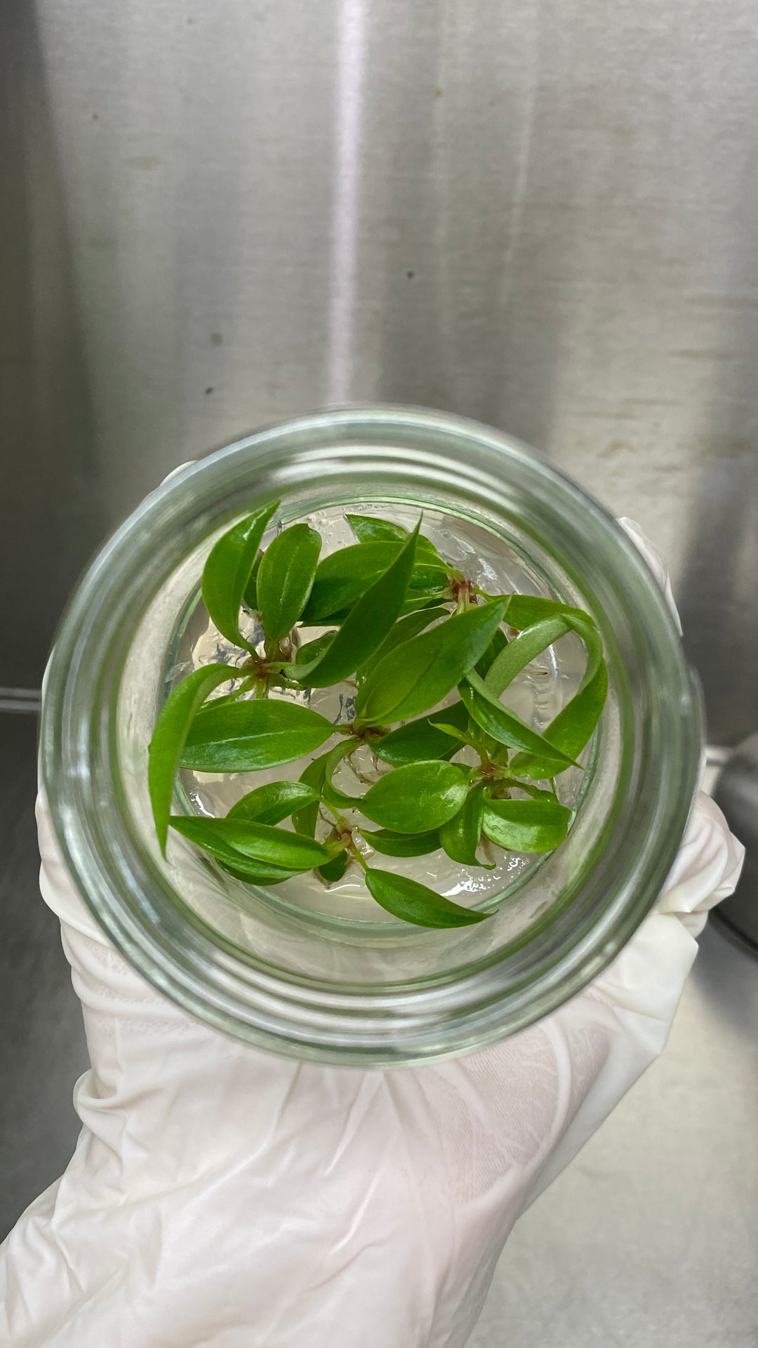 Philodendron Pluto Plantlets