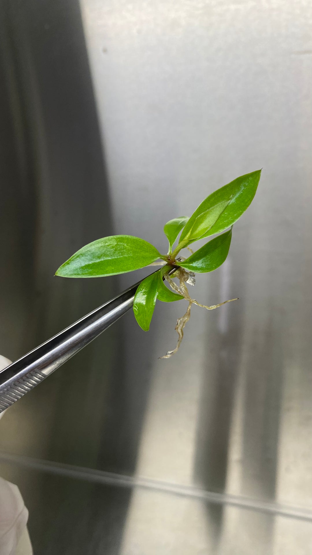 Philodendron Pluto Plantlets