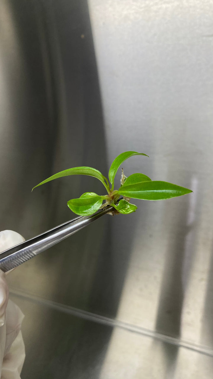 Philodendron Pluto Plantlets