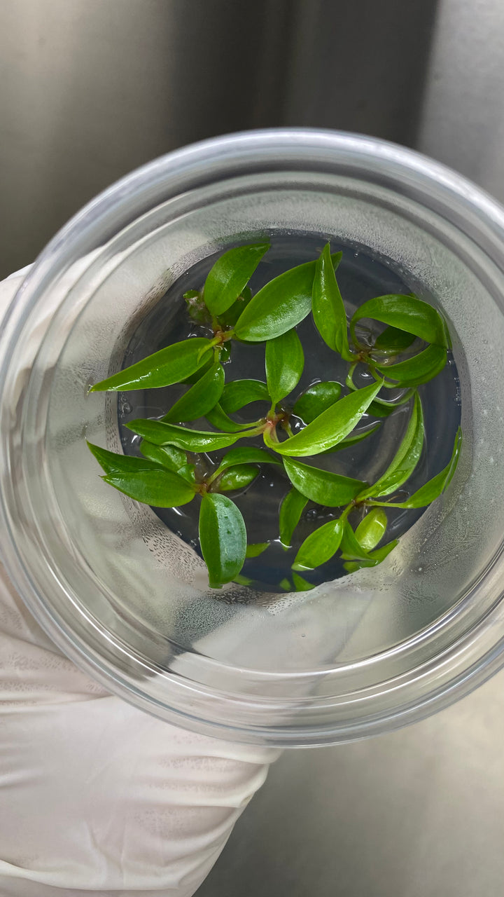 Philodendron Pluto Plantlets