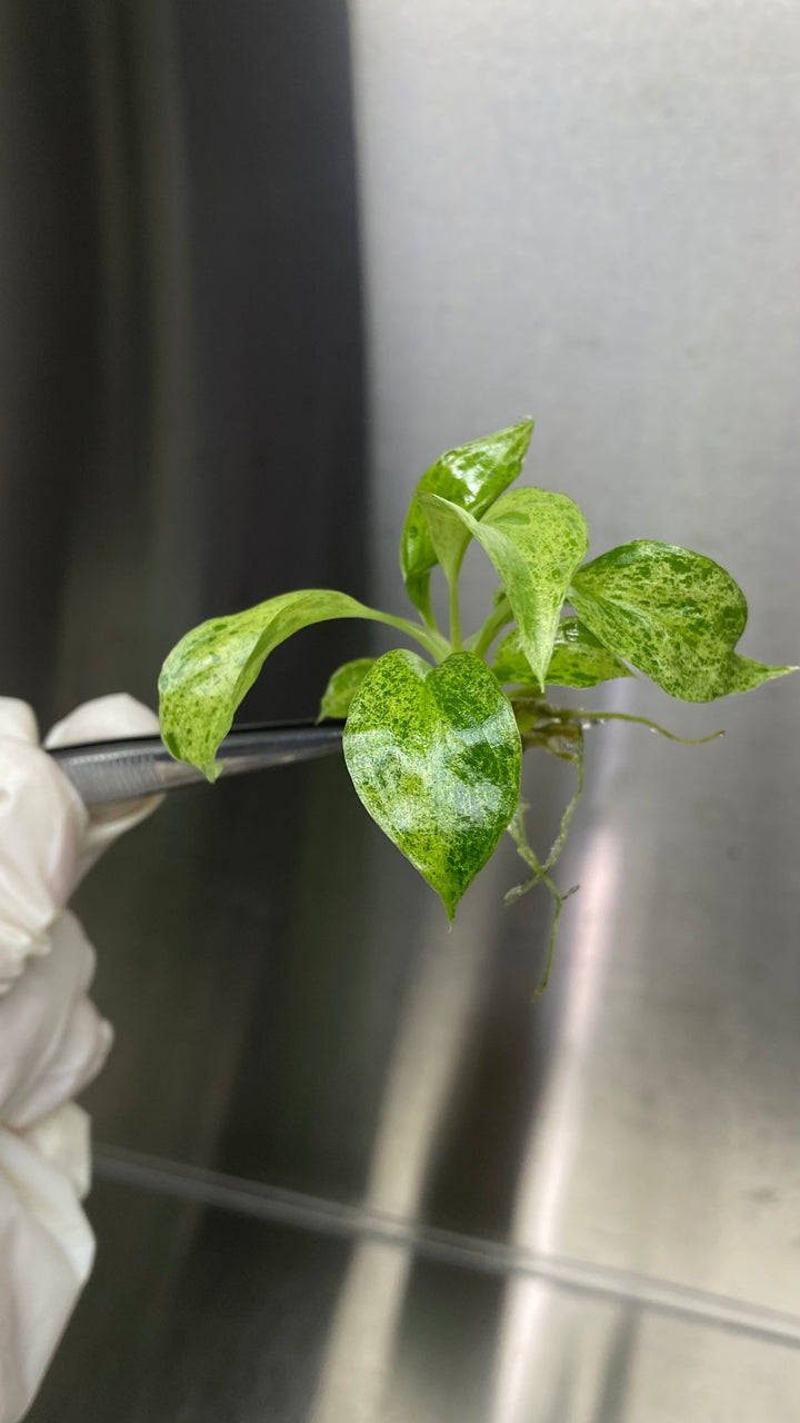 Philodendron Paraiso Verde Plantlets