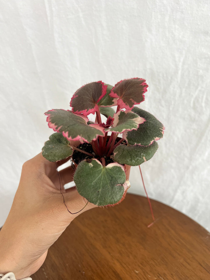 Variegated Strawberry Begonia plant with gray-green leaves and pink margins in a small pot.