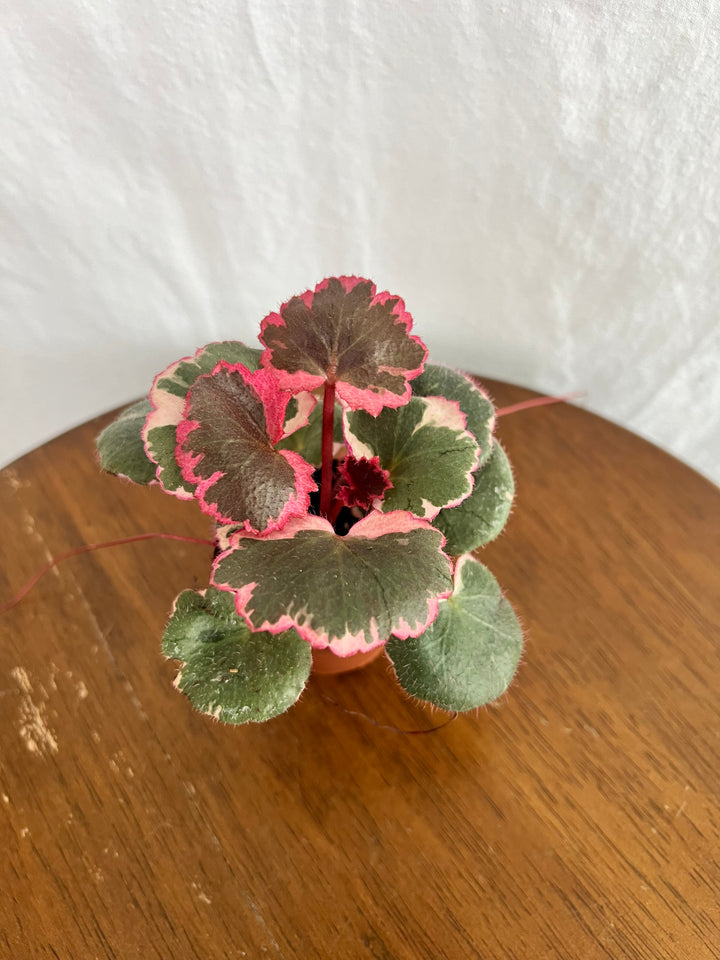 Variegated Strawberry Begonia with gray-green foliage and pink margins in a small pot.