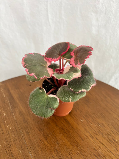 Variegated Strawberry Begonia