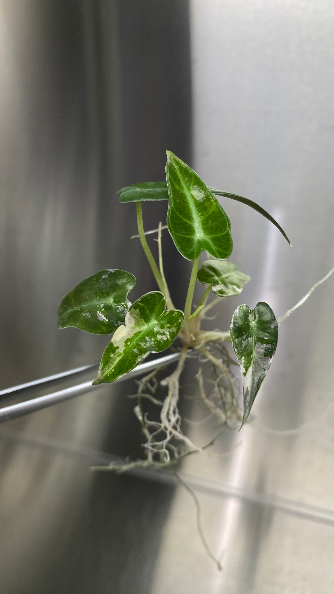 Alocasia Variegated Bambino Plantlet