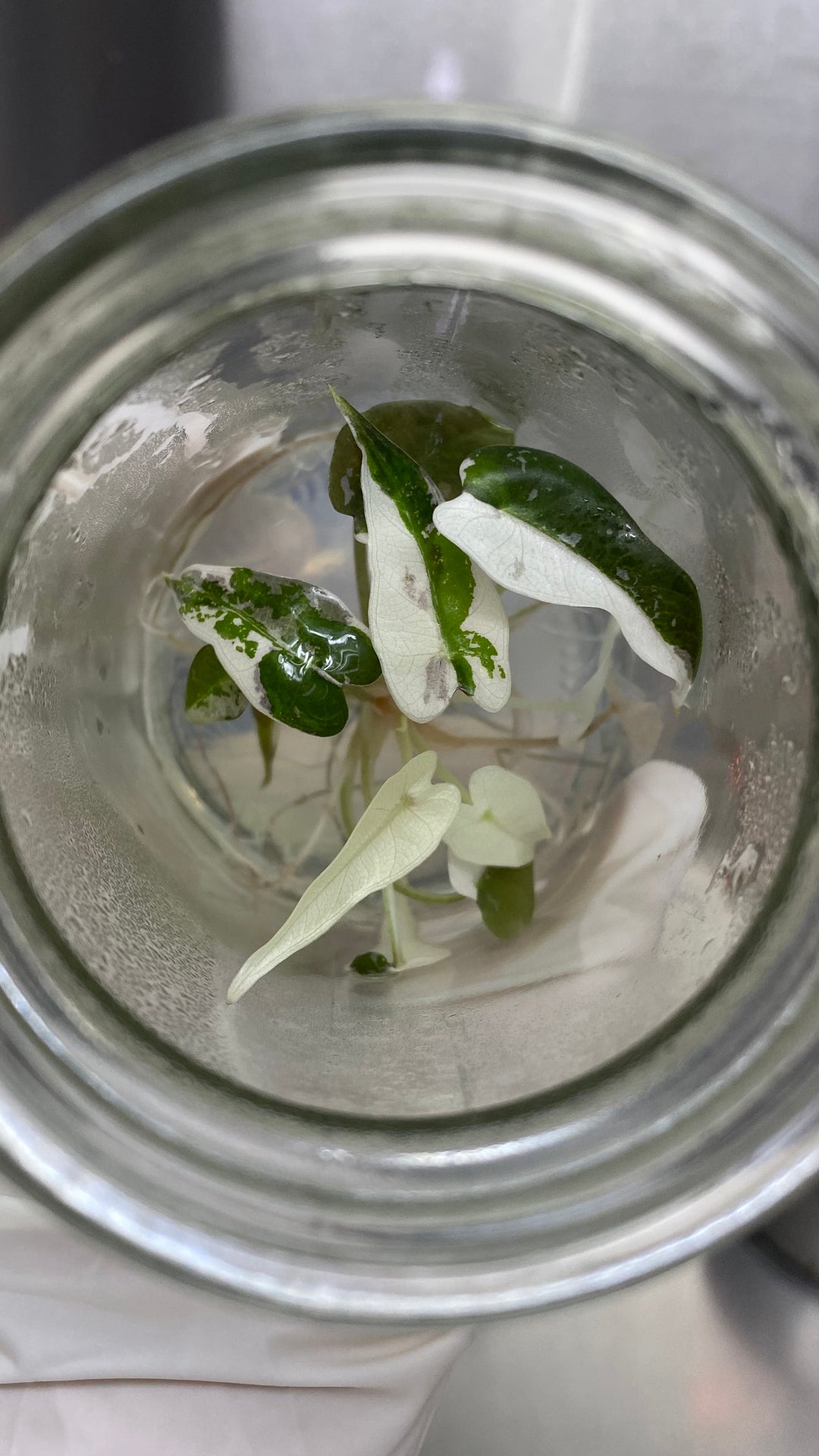 Alocasia Variegated Bambino Plantlet