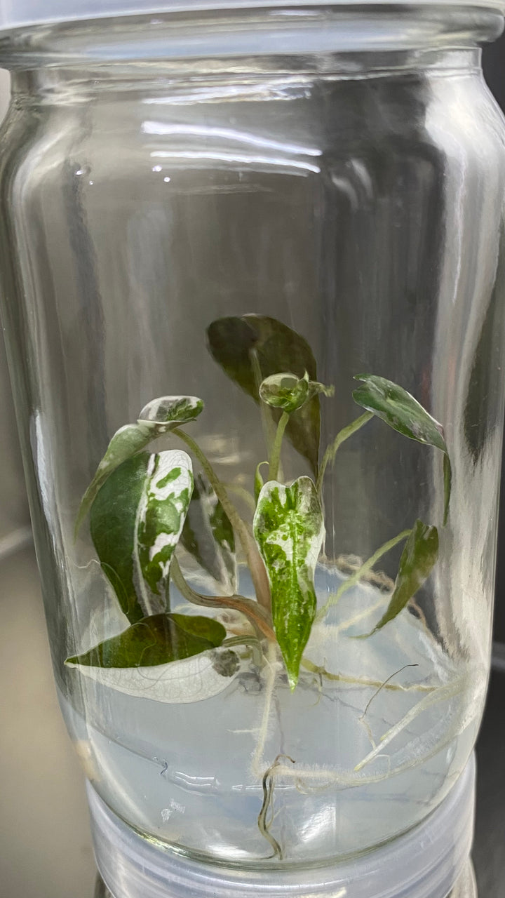 Alocasia Variegated Bambino Plantlet