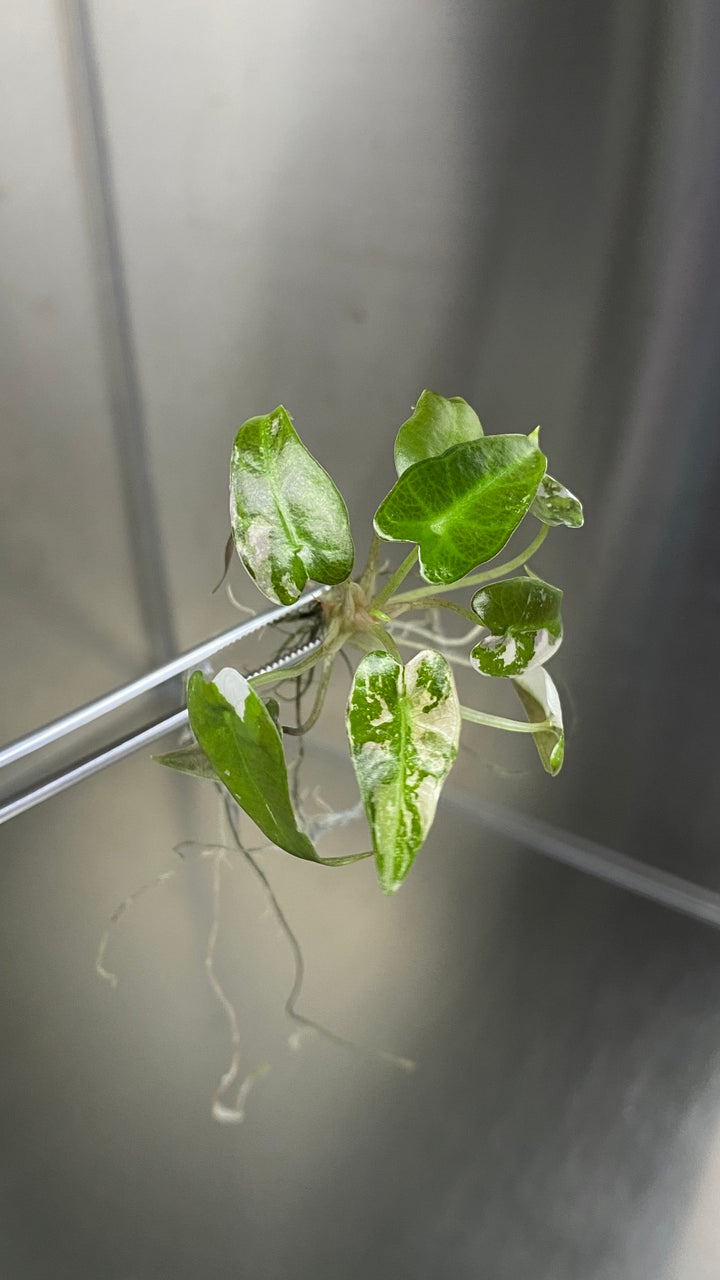 Alocasia Variegated Bambino Plantlet