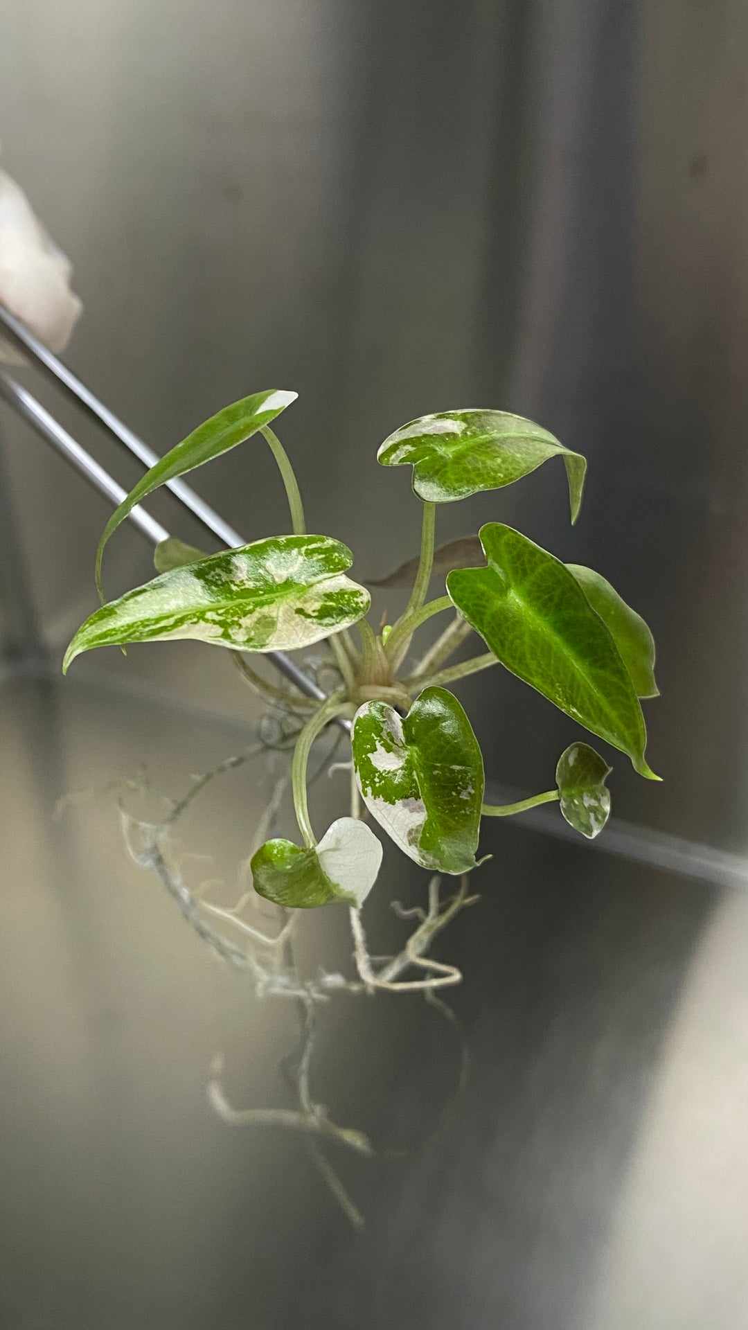 Alocasia Variegated Bambino Plantlet