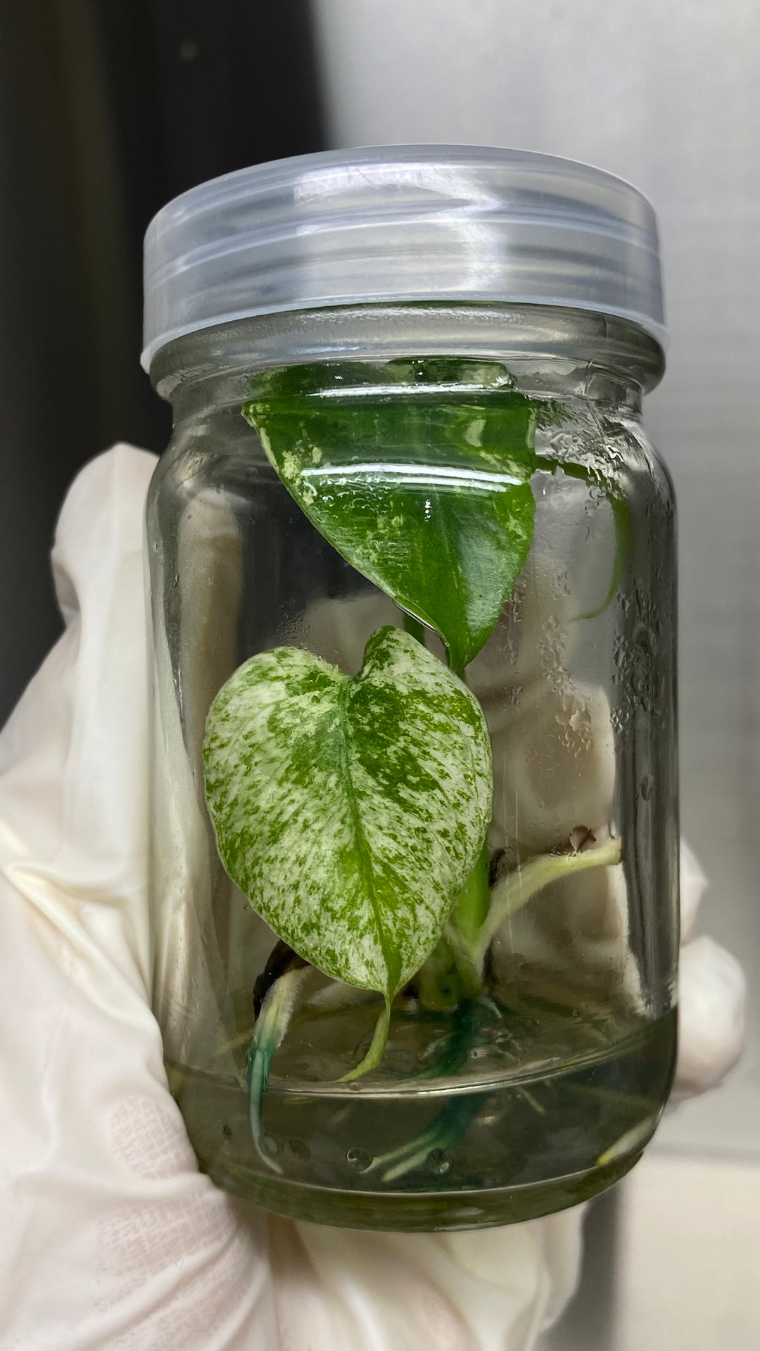 Monstera Deliciosa Mint Plantlet