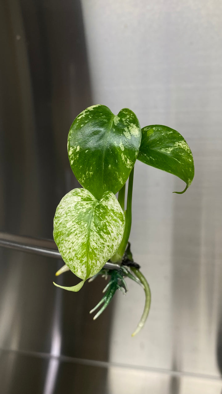 Monstera Deliciosa Mint Plantlet