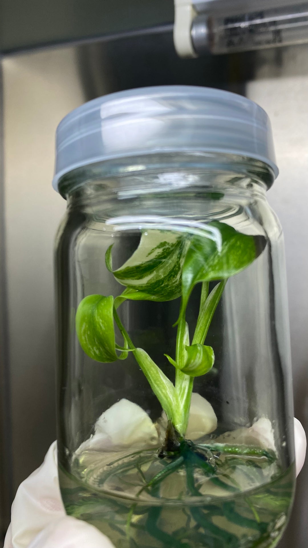 Monstera Albo Tissue Culture plantlet in agar gel in a glass jar.