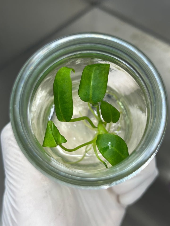 Anthurium Warocqueanum Dark Tissue Culture