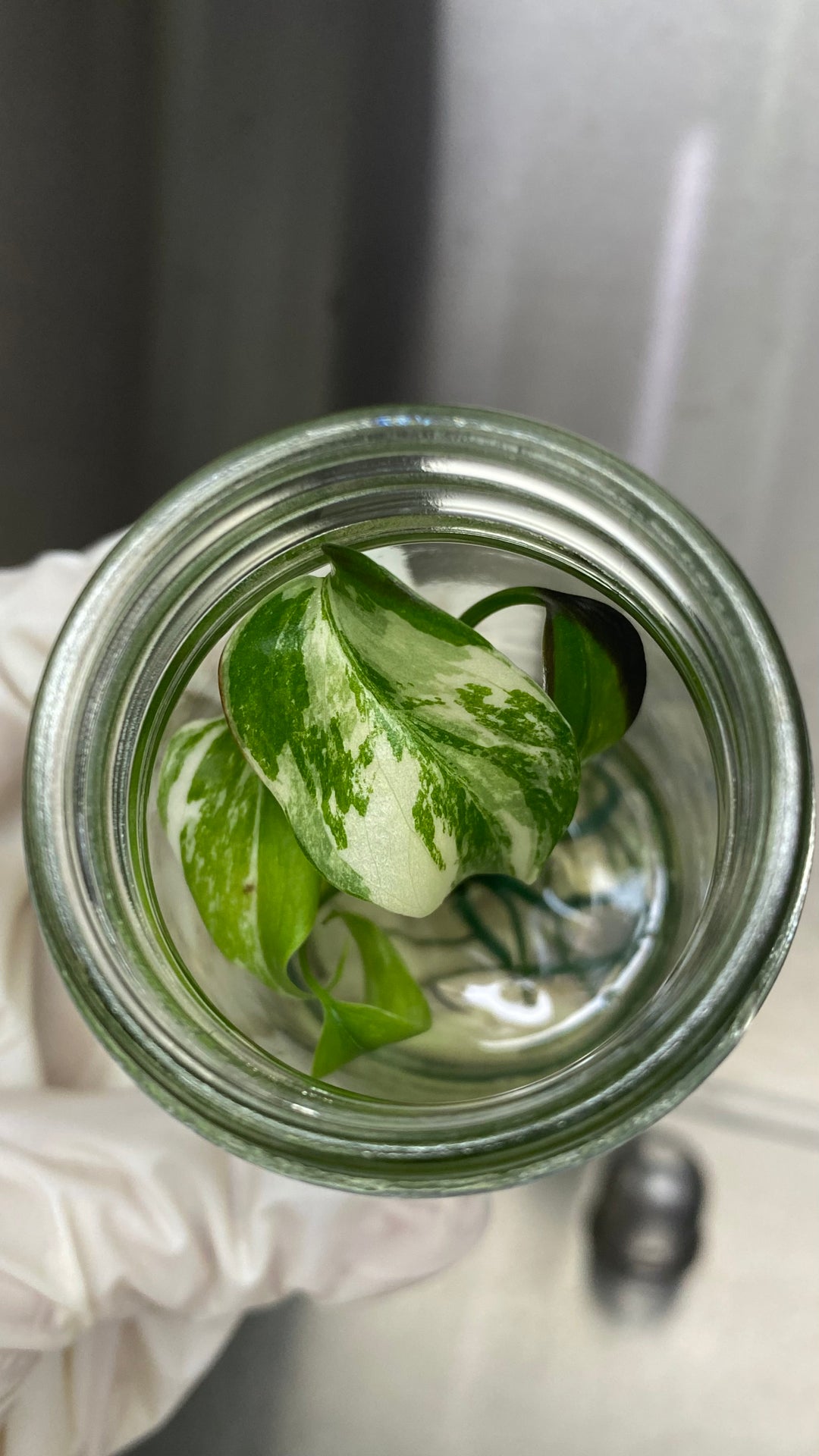 Monstera Albo tissue culture in agar gel showcasing green and white variegated leaves.