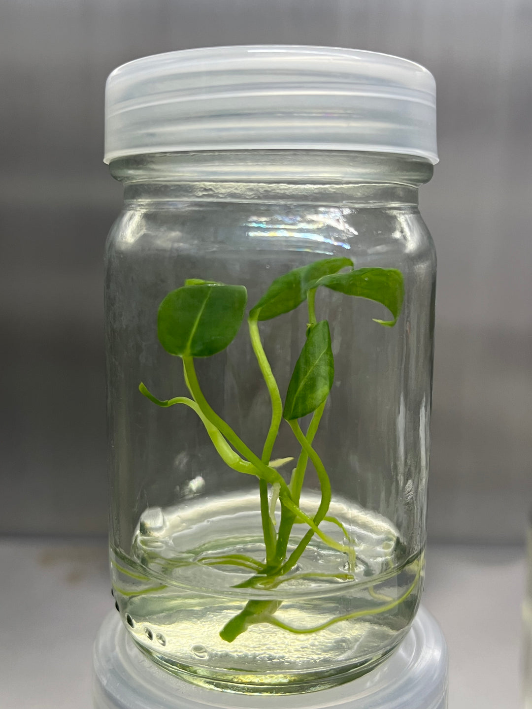 Anthurium Warocqueanum Dark Tissue Culture