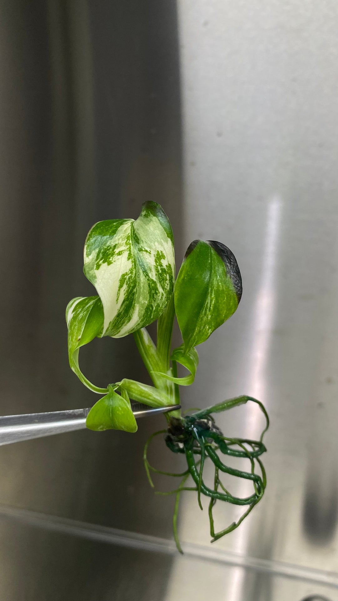 Monstera Albo Tissue Culture plantlet with variegated green and white leaves, in a laboratory setting.