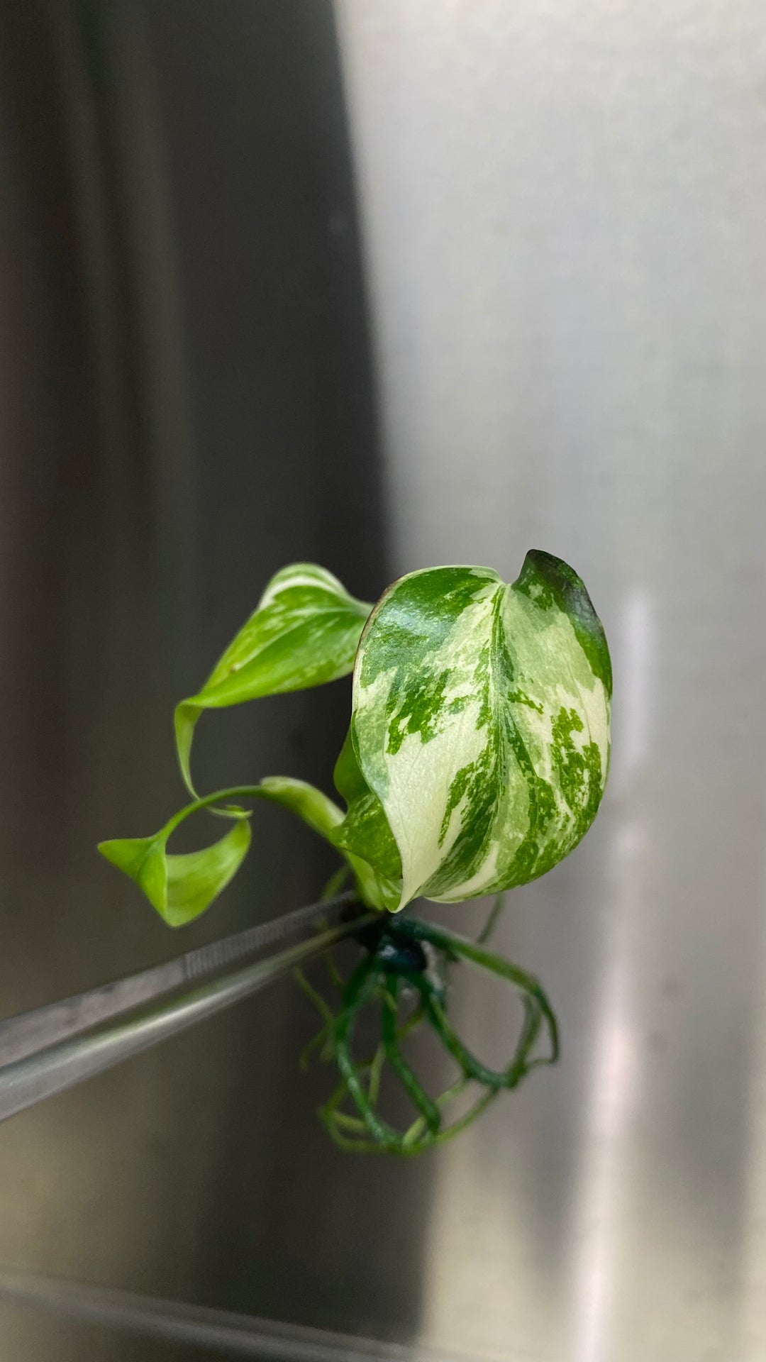 Monstera Albo tissue culture plantlet with variegated leaves.