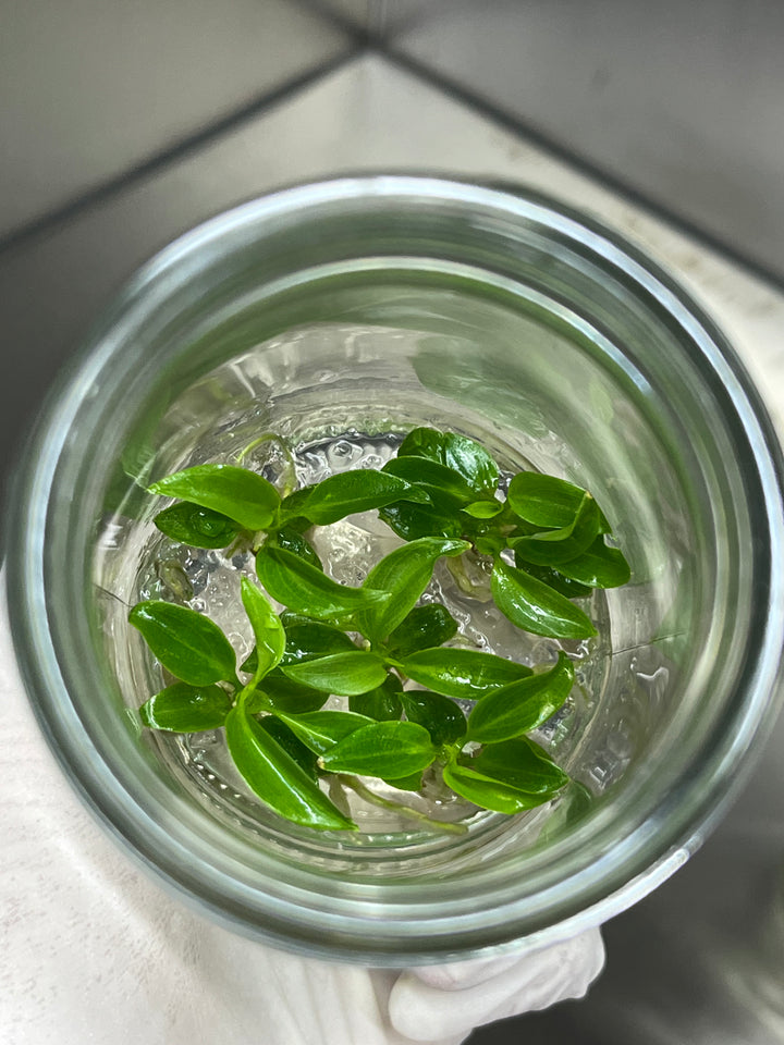 Philodendron Atabapoense Tissue Culture