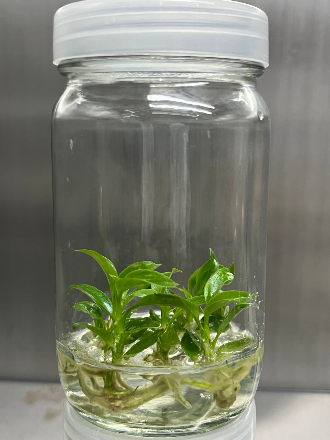 Philodendron Atabapoense Tissue Culture