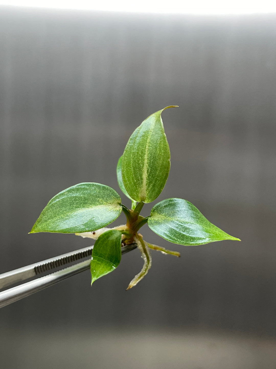 Philodendron Gloriosum Pink Back Tissue Culture