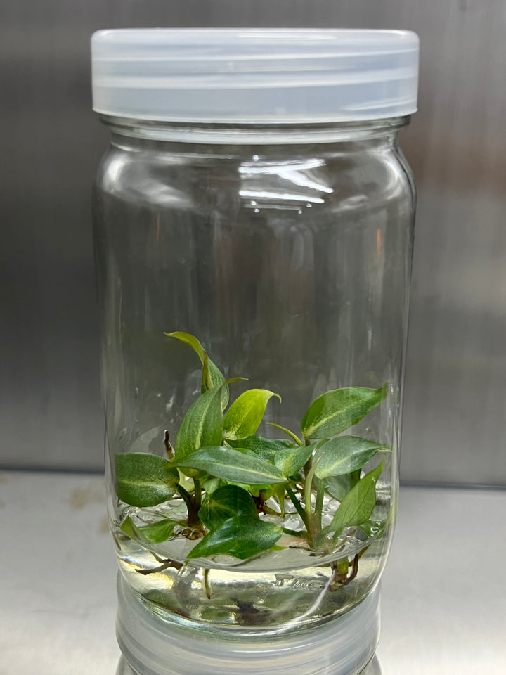 Philodendron Gloriosum Pink Back Tissue Culture