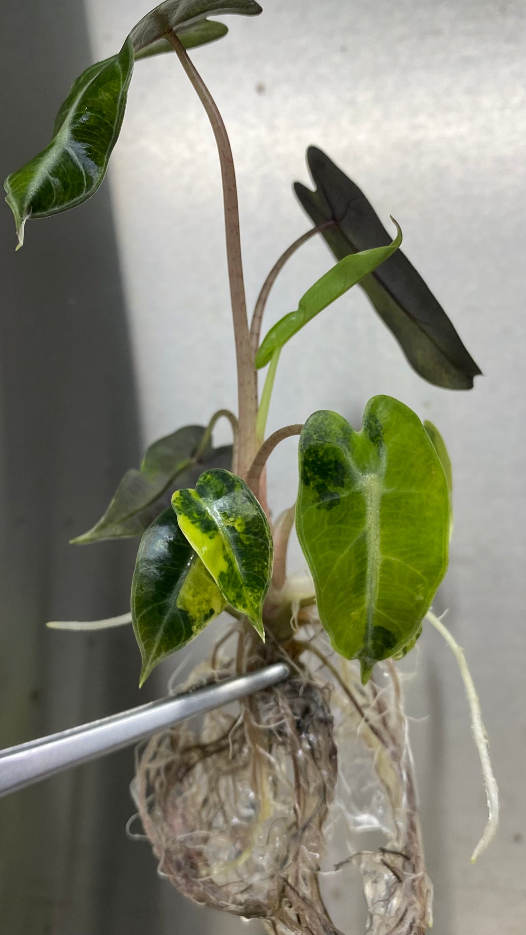 Alocasia Bambino Aurea Plantlet