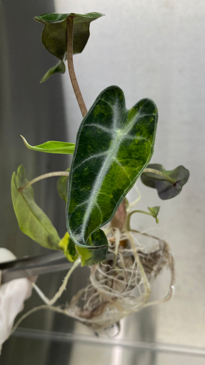 Alocasia Bambino Aurea Plantlet