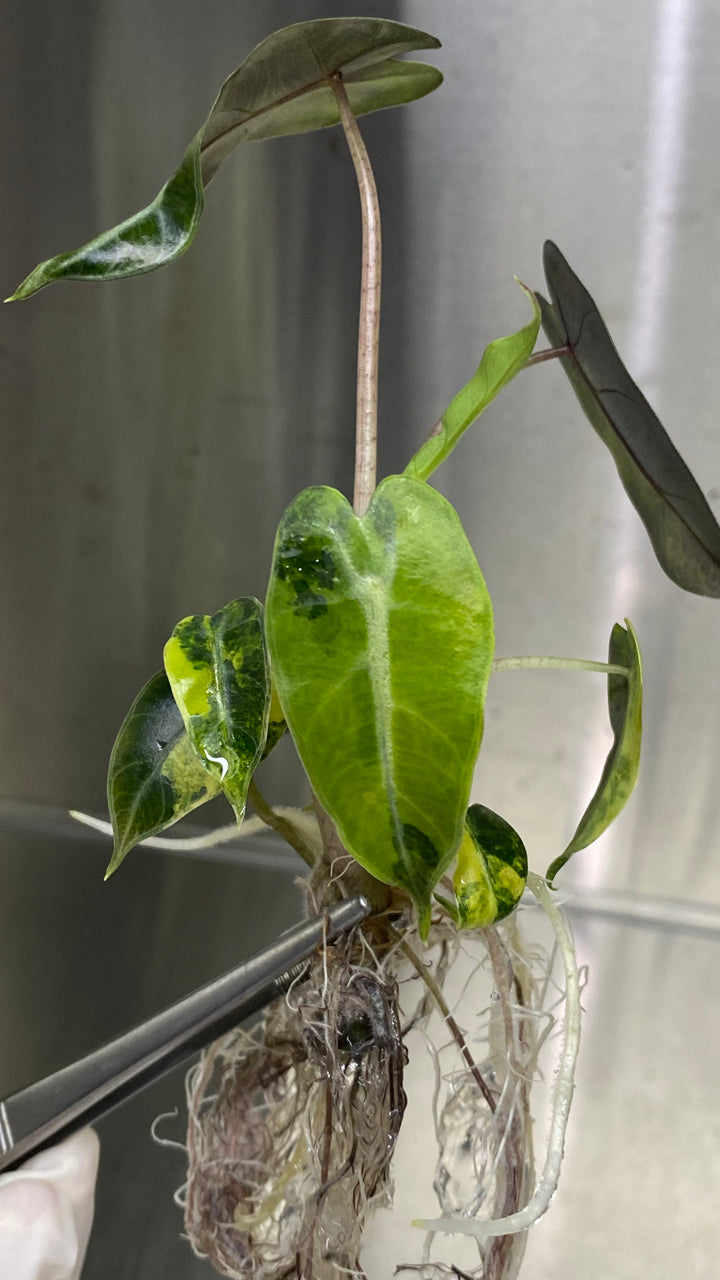 Alocasia Bambino Aurea Plantlet