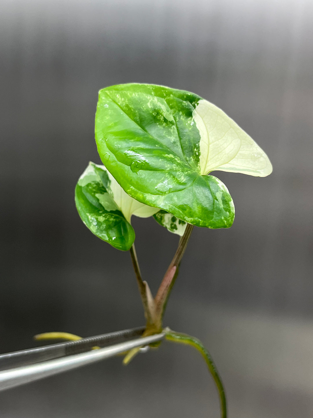 Syngonium Albo Tissue Culture