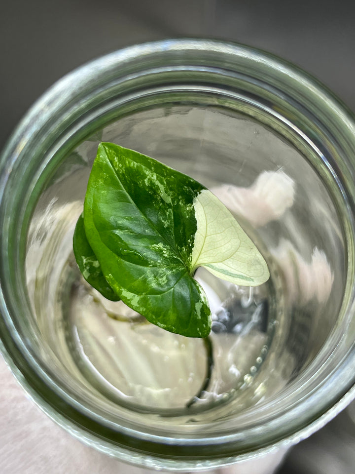 Syngonium Albo Tissue Culture