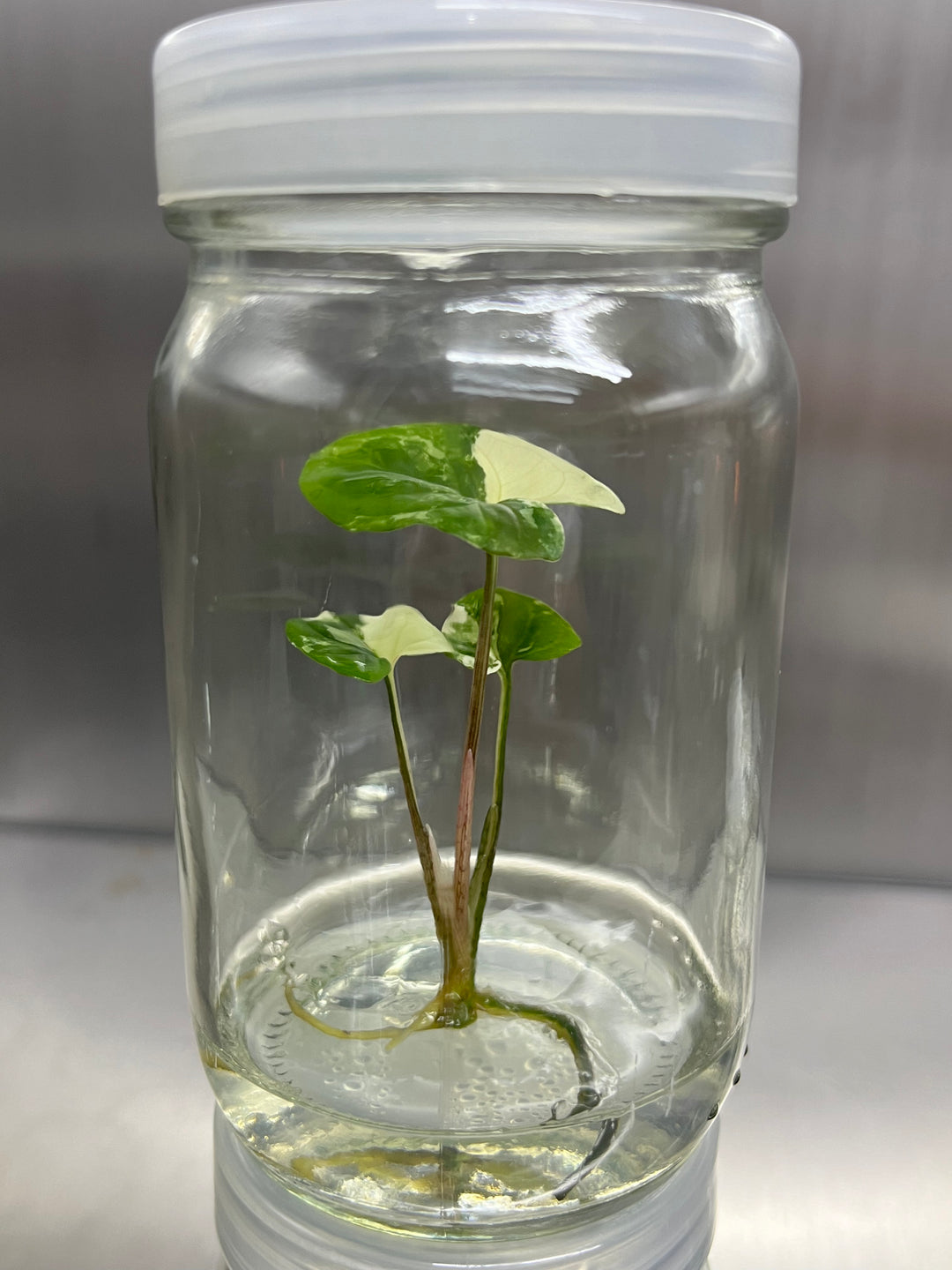 Syngonium Albo Tissue Culture