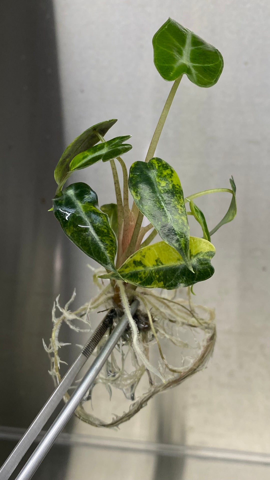 Alocasia Bambino Aurea Tissue Culture with variegated foliage and roots, ready for acclimation.