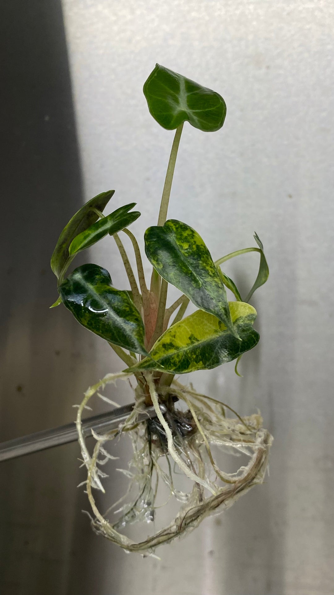 Alocasia Bambino Aurea Plantlet