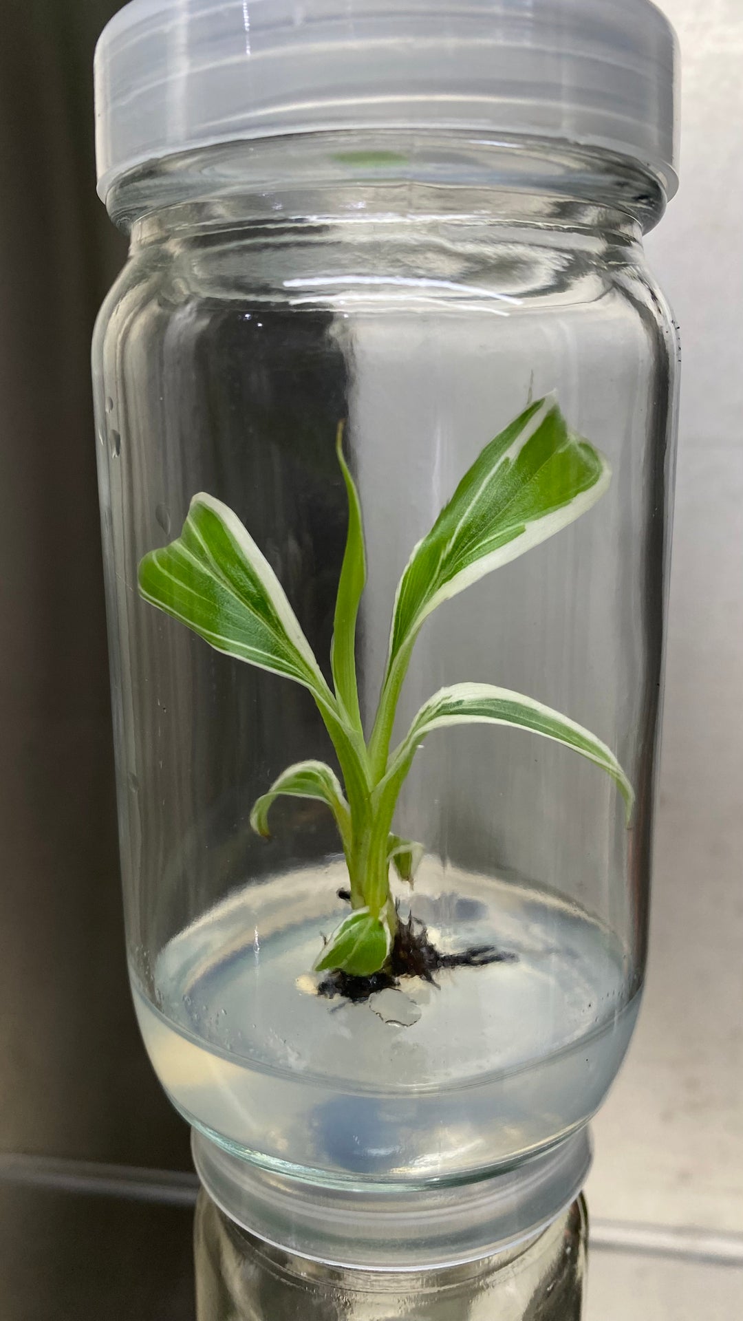 Musa Florida White Variegated Banana Tissue Culture in jar, ready for acclimation.