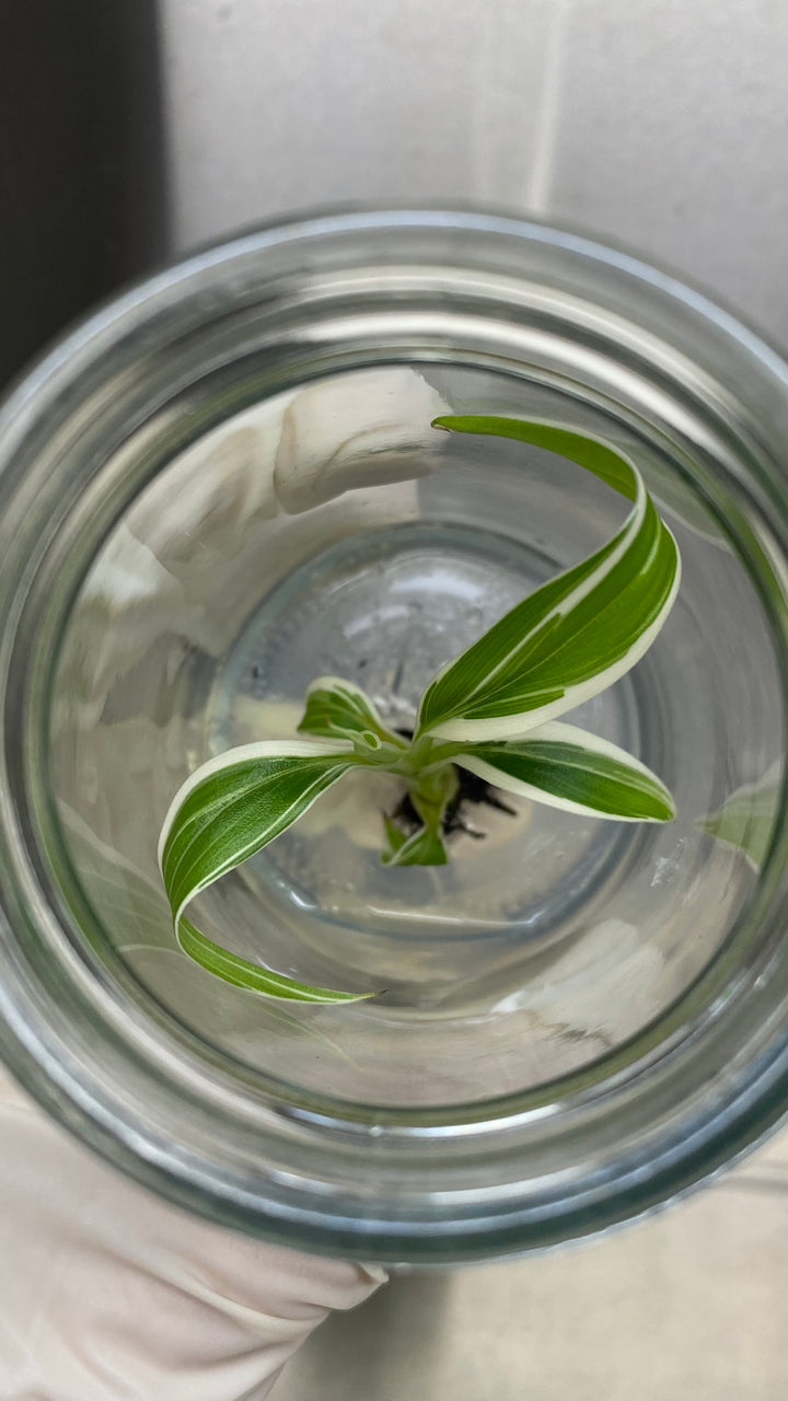 Musa Florida White Variegated Banana tissue culture in agar gel jar.