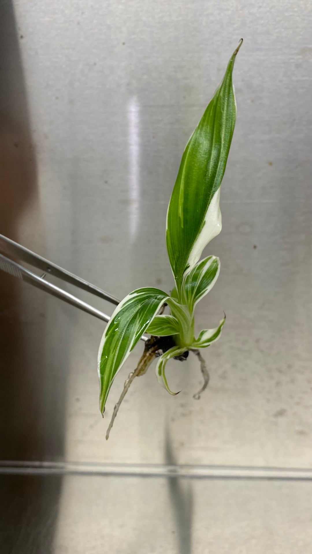 Musa Florida (White) Variegated Banana Plantlet