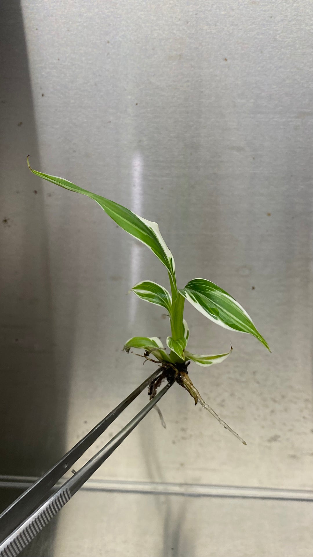 Musa Florida (White) Variegated Banana Tissue Culture with green leaves and white variegation in agar gel.