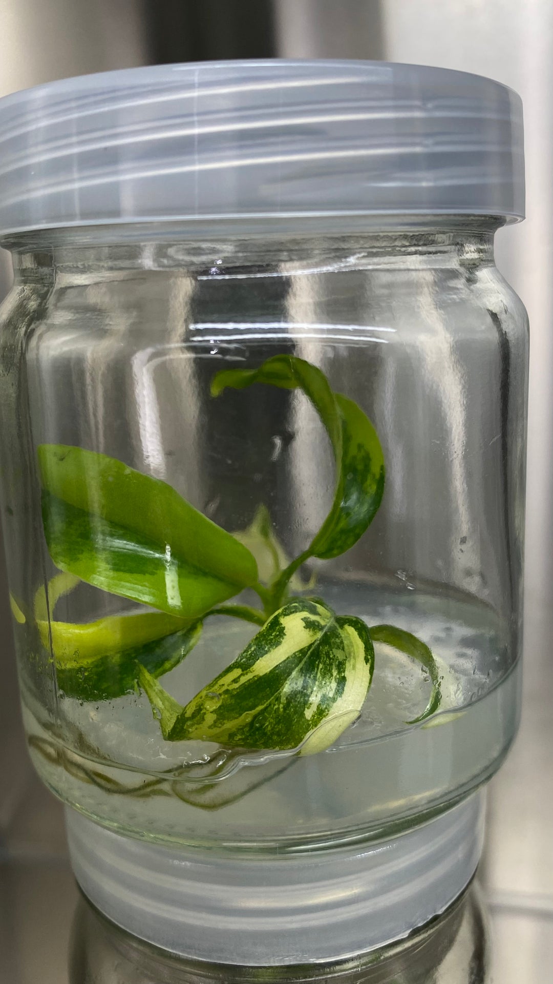 Philodendron Variegated Domesticum Plantlets